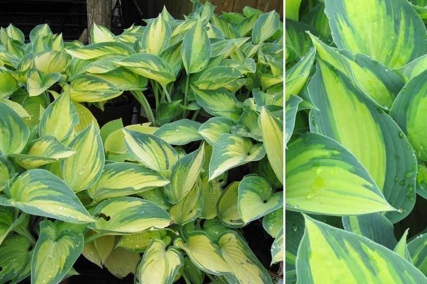 Panachierte Funkien, beste panachierte Funkien, panachierte Funkie, mehrfarbige Hosta