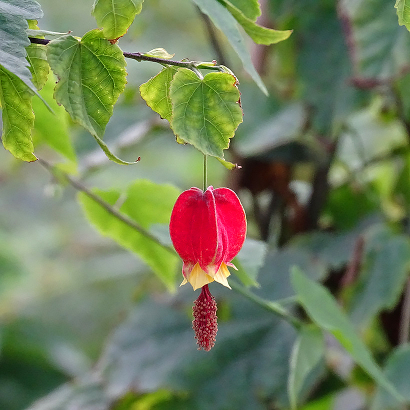 Abutilon - Schönmalve