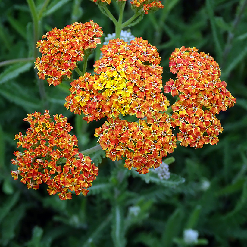 Achillea mit gelben und orangefarbenen Blüten