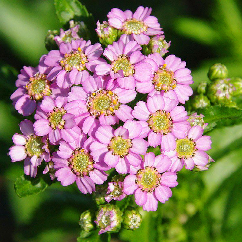 Achillea mit rosafarbenen Blüten