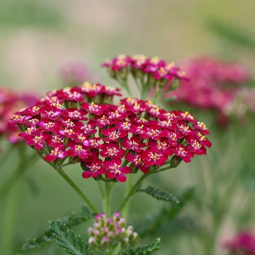 Achillea mit roten Blüten