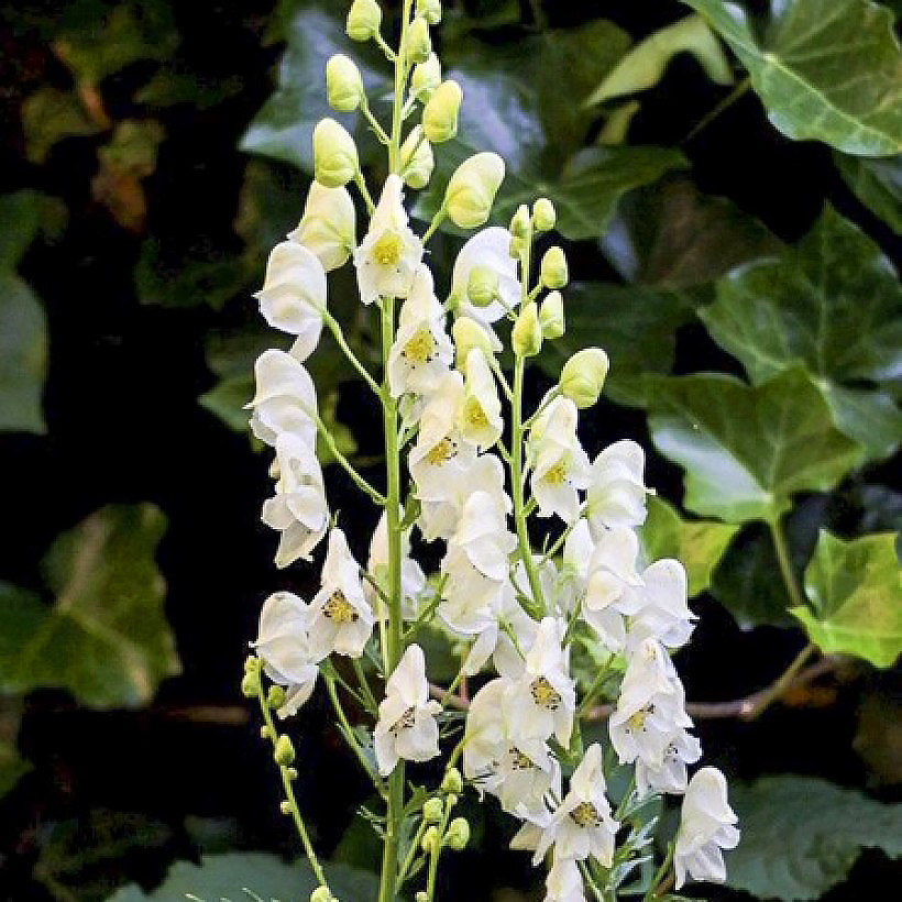 Aconitum - Eisenhut