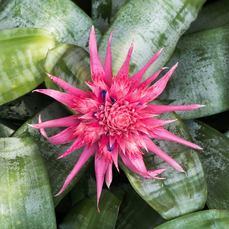 Lanzenrosette - Aechmea