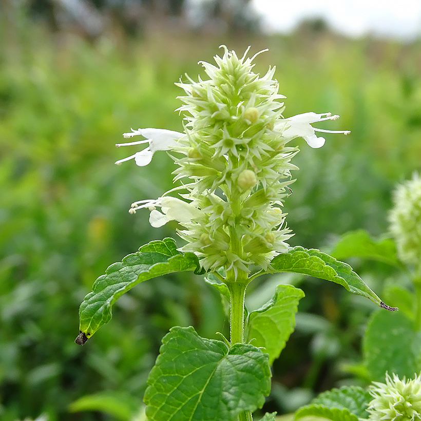 Agastachen mit weißen Blüten