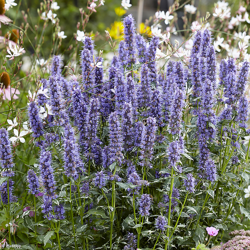 Agastachen mit blauen Blüten