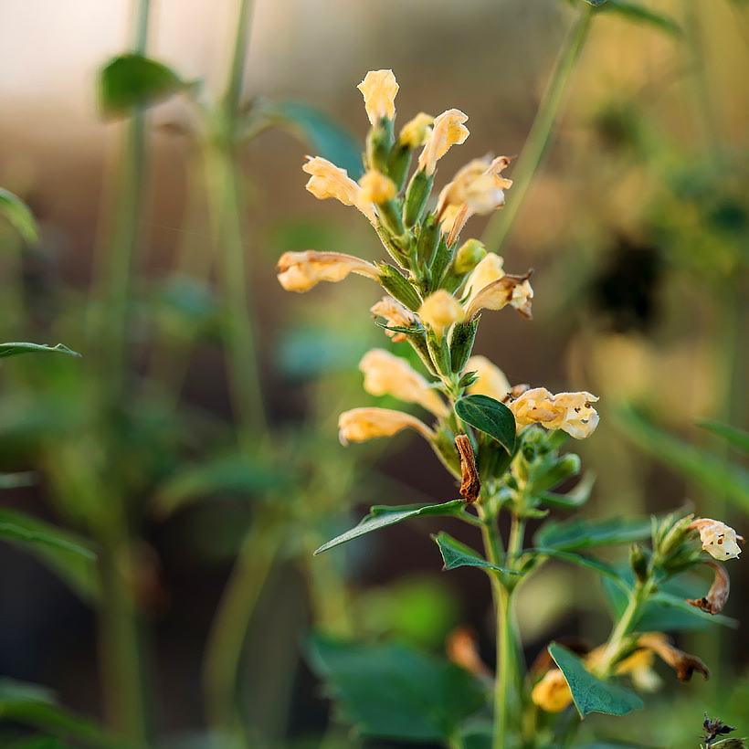 Agastachen mit gelben oder orangefarbenen Blüten