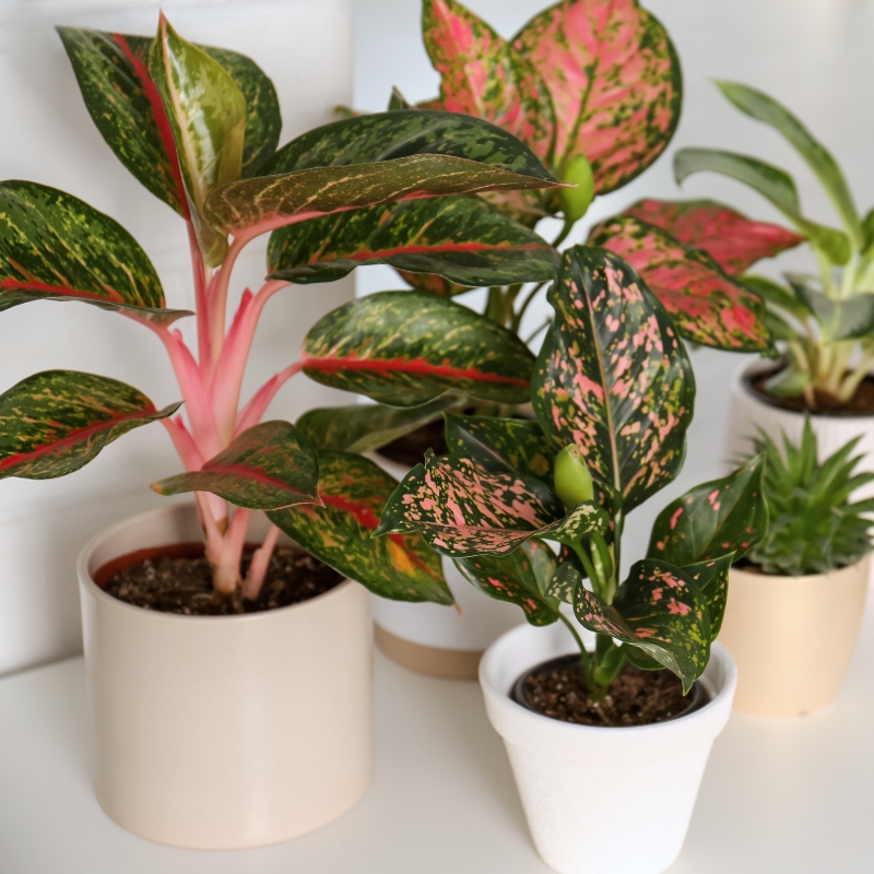 Aglaonema - Kolbenfaden