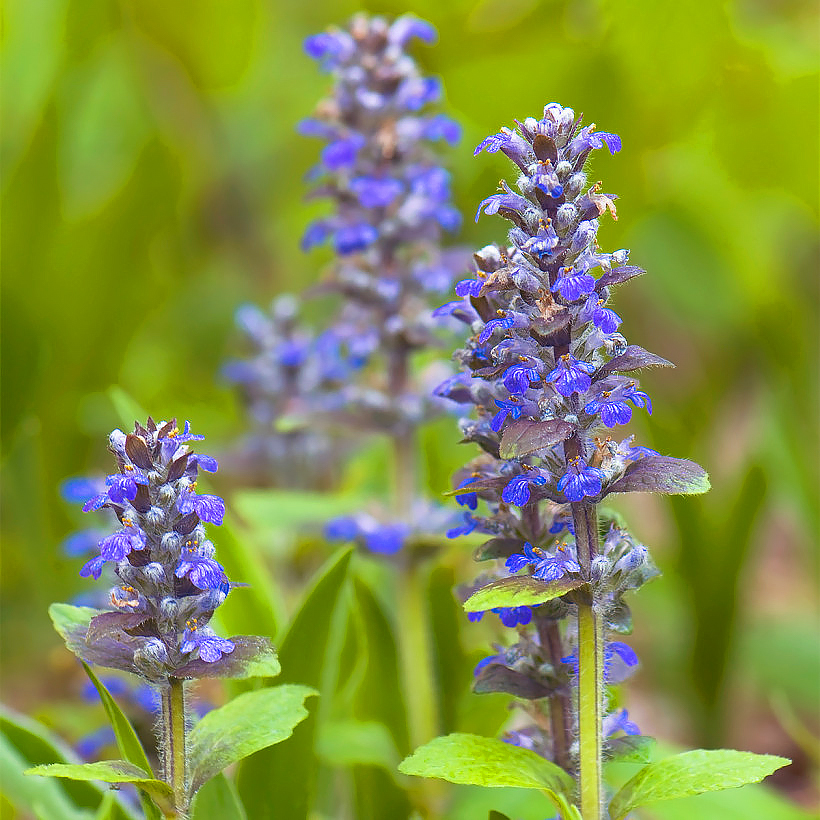 Ajuga - Günsel