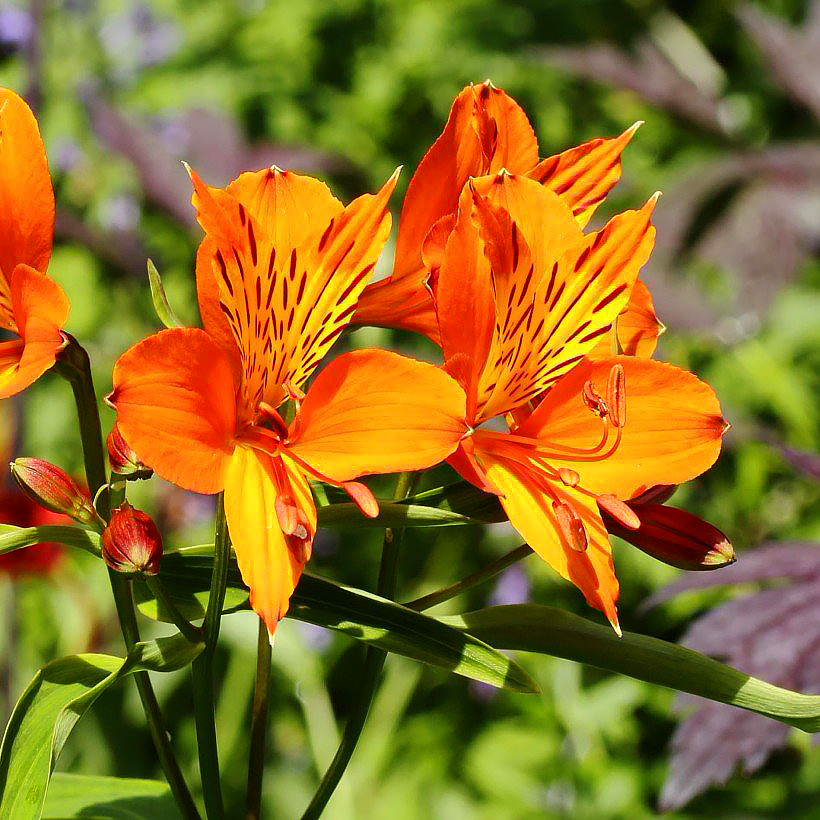 Alstroemeria - Inkalilien