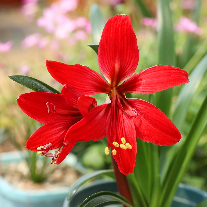 Amaryllis und Crinum