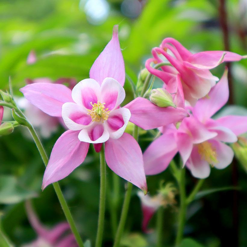 Akeleien in Rosa