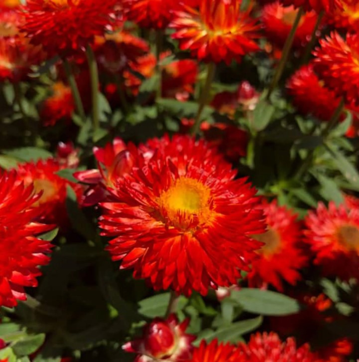 Strohblume - Bracteanthea, Helichrysum