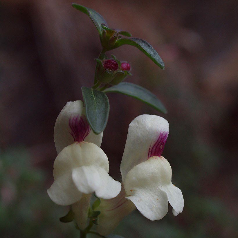 Antirrhinum - Löwenmäulchen