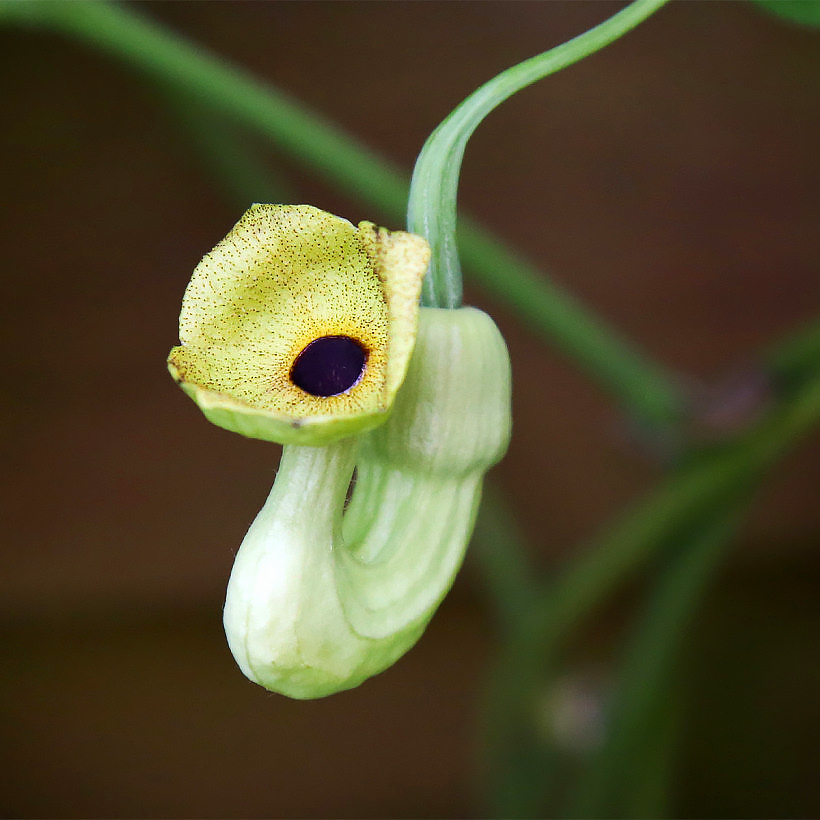 Aristolochia - Pfeifenwinde