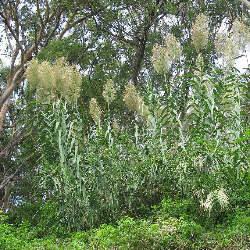 Arundo - Pfahlrohr