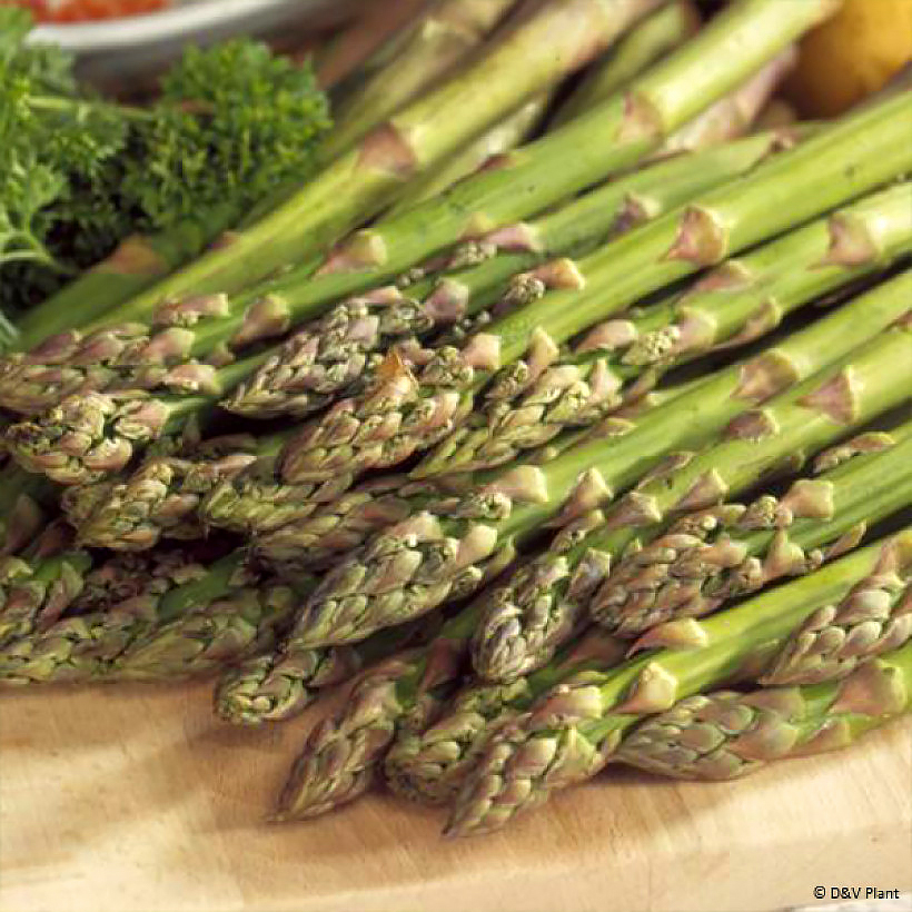 Spargel