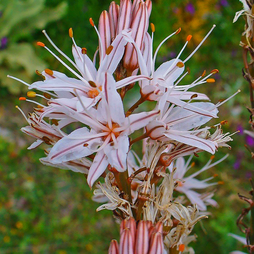 Asphodeline - Junkerlilien