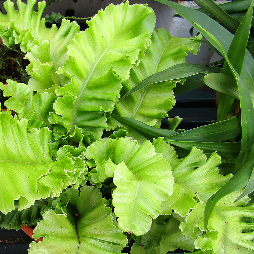 Asplenium