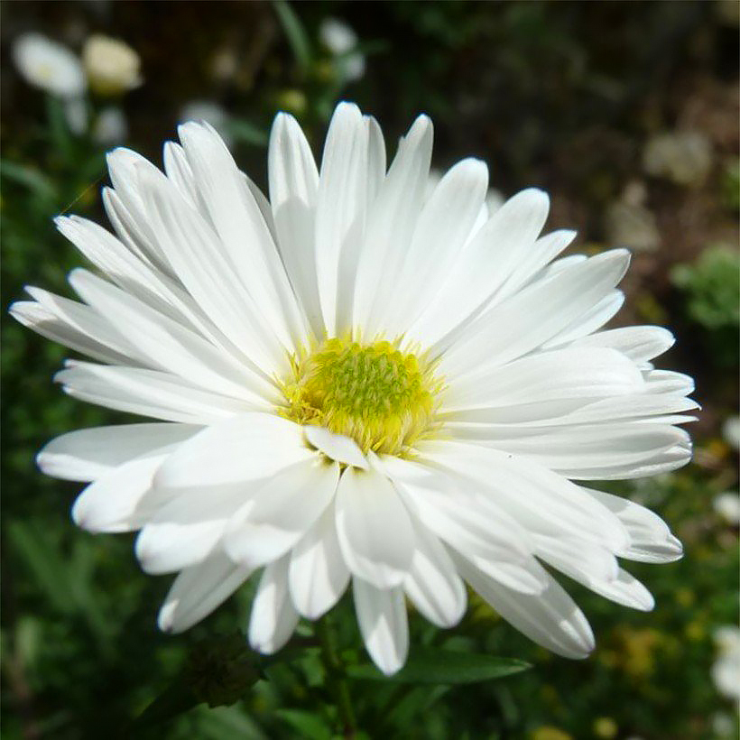 Astern mit weißen Blüten