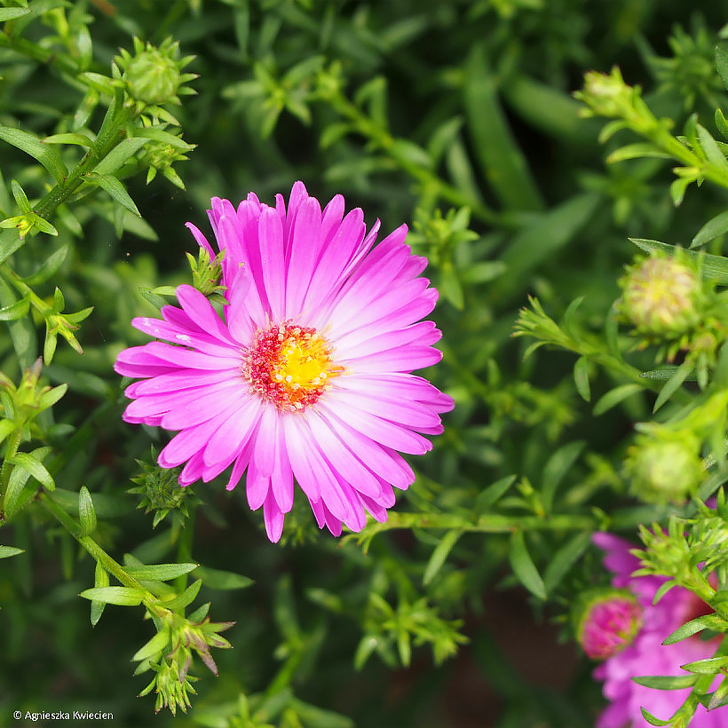 Astern mit rosa Blüten