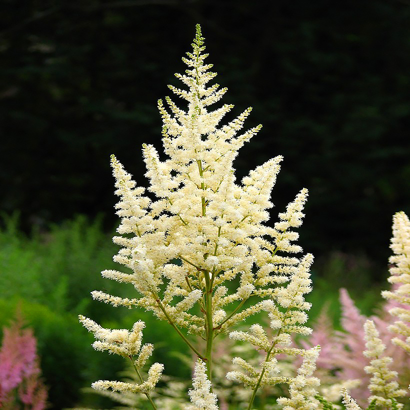 Astilben mit weißen Blüten