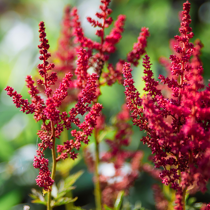 Astilben mit roten Blüten