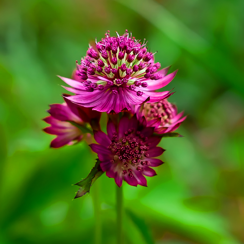 Astrantia - Sterndolden