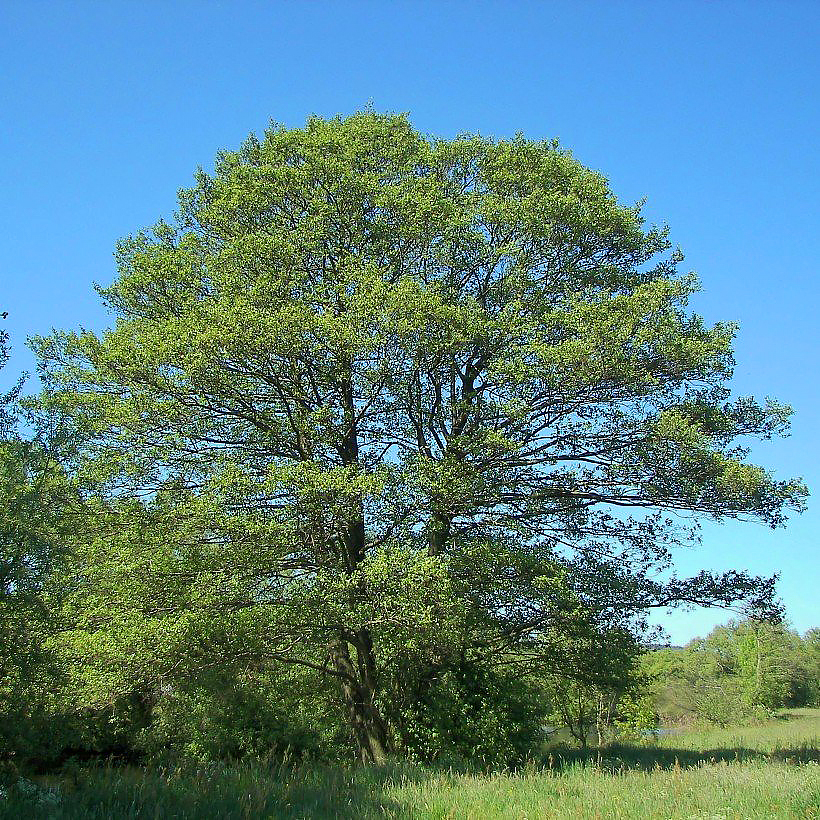 Alnus - Erlen