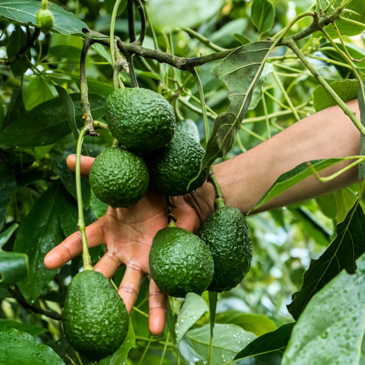 Avocado-baum - Persea americana