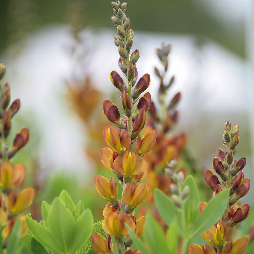 Baptisia - Indigo, Färberhülse