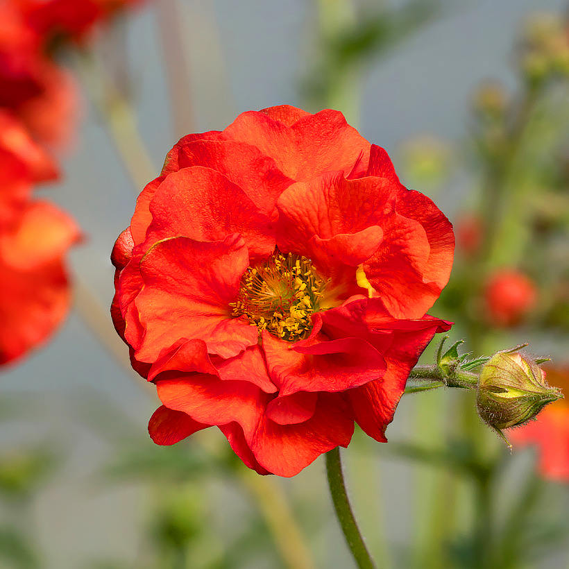 Geum - Nelkenwurz