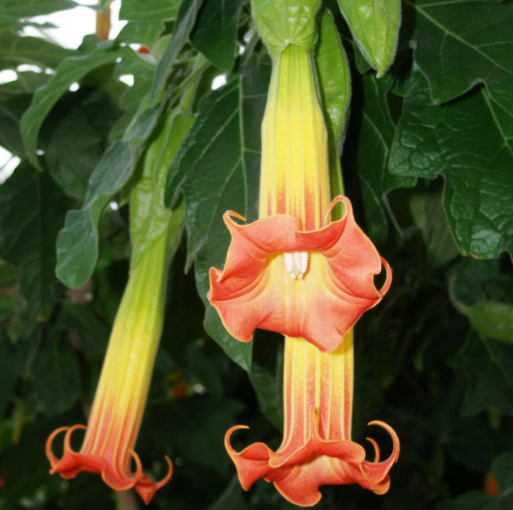 Brugmansia - Trompetenbaum