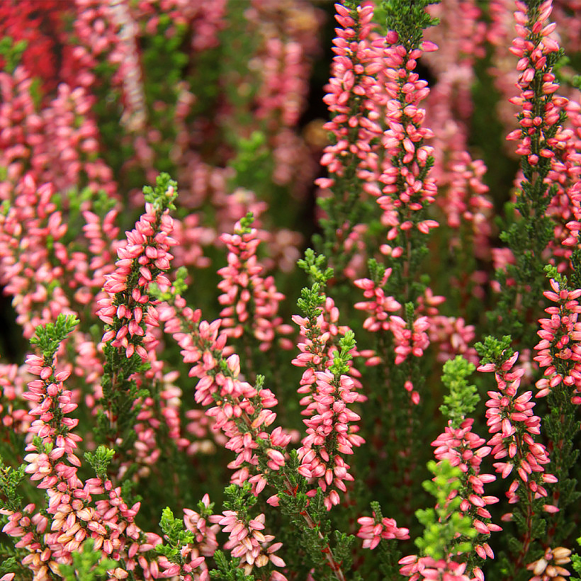 Calluna - Sommerheide