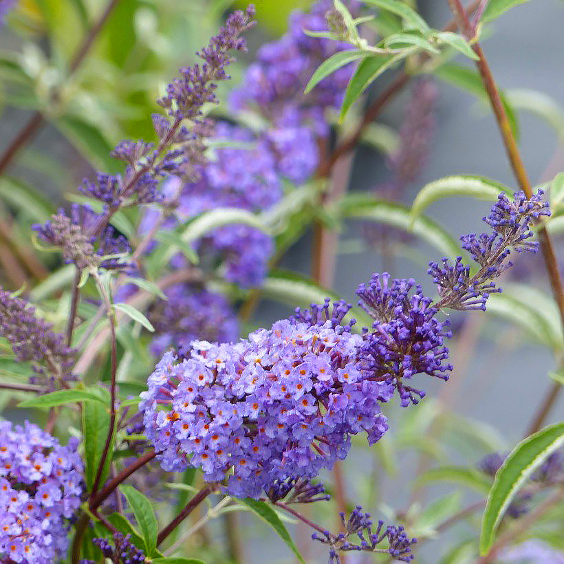 Buddleja - Sommerflieder