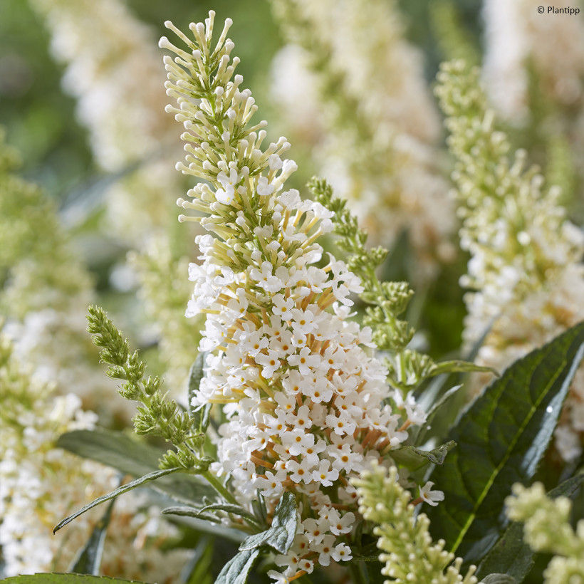 Buddleja in Weiß