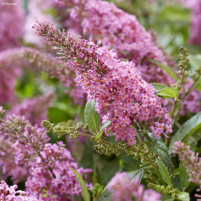 Buddleja in Rosa