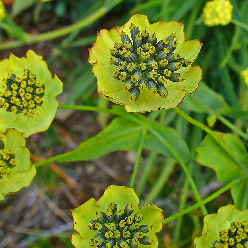 Bupleurum - Hahnenfuß-Hasenohr