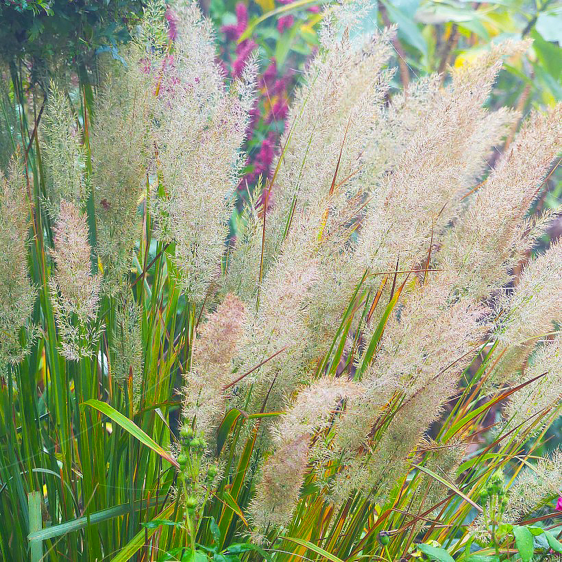 Calamagrostis - Reitgräser