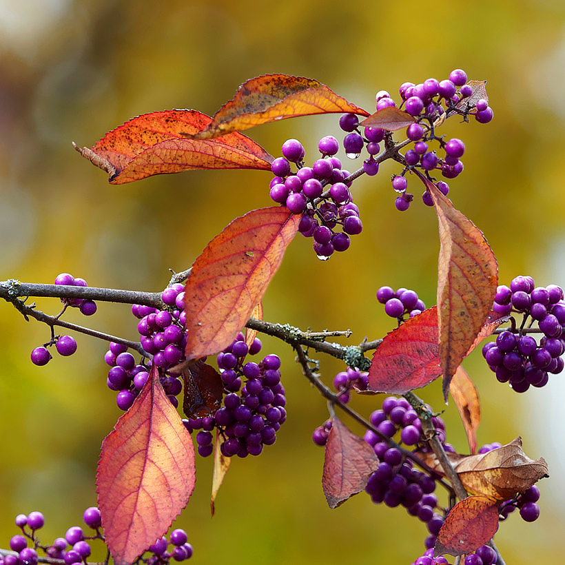 Callicarpa - Liebesperlenstrauch