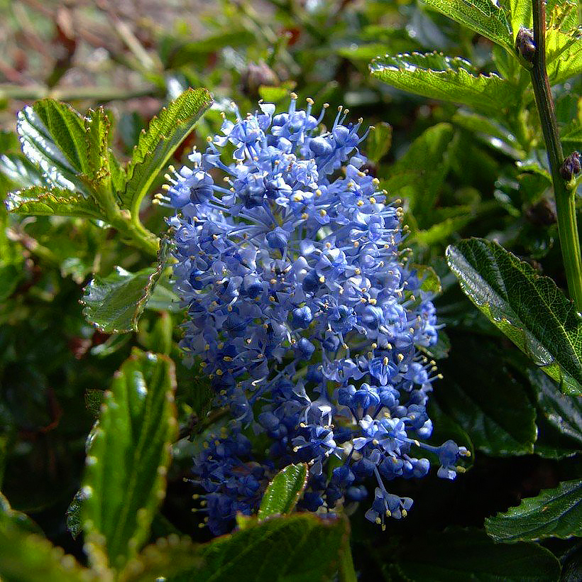 Ceanothus - Säckelblume