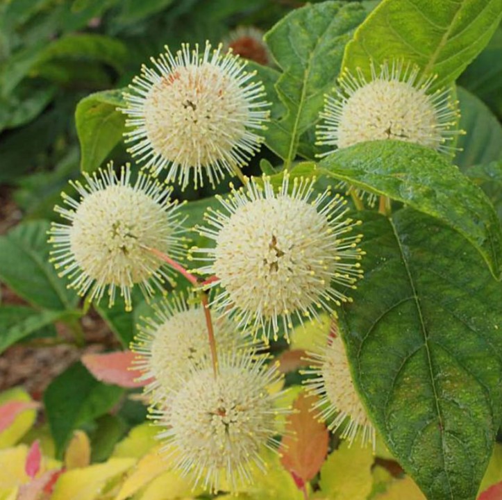 Cephalanthus - Knopfbusch