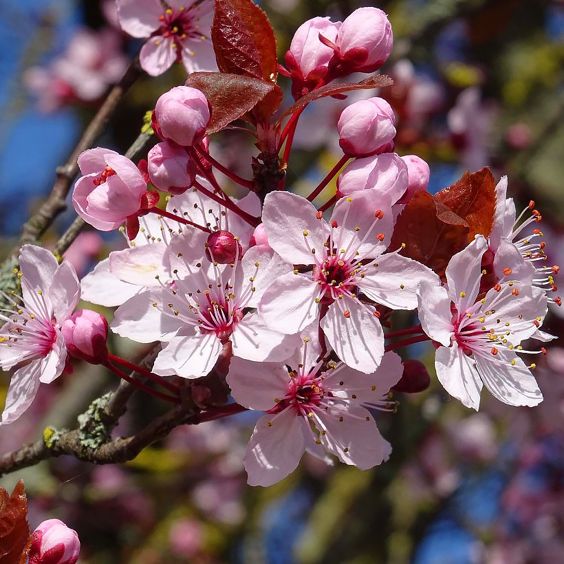 Prunus - Zierkirsche