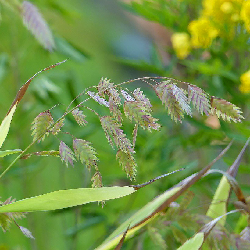 Chasmanthium - Plattährengras