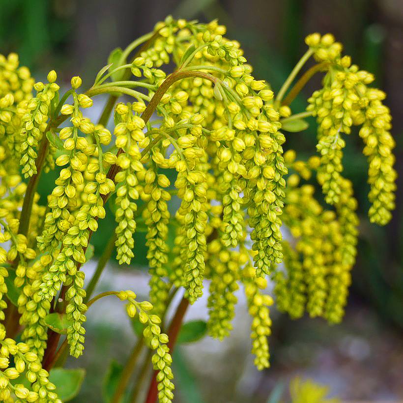 Chiastophyllum - Goldtröpfchen