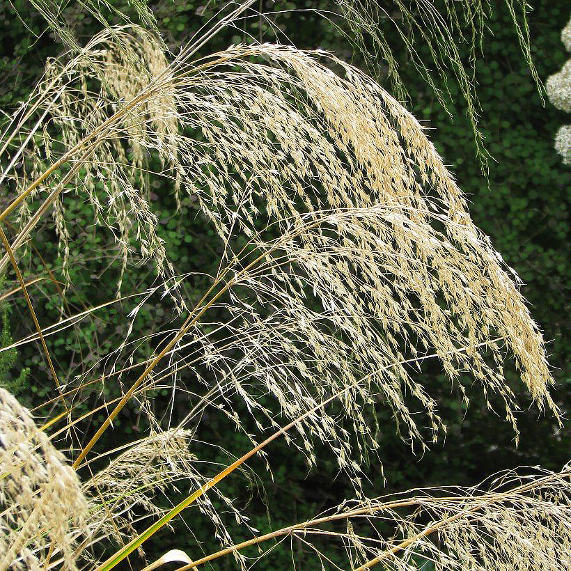 Chionochloa - Zittergras