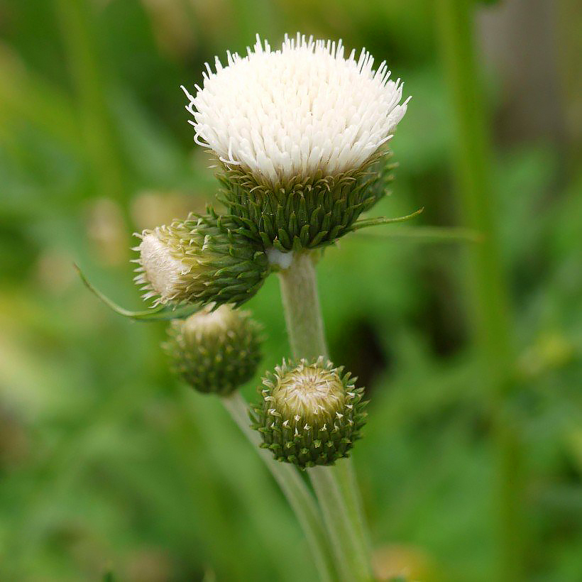 Cirsium - Zierdistel