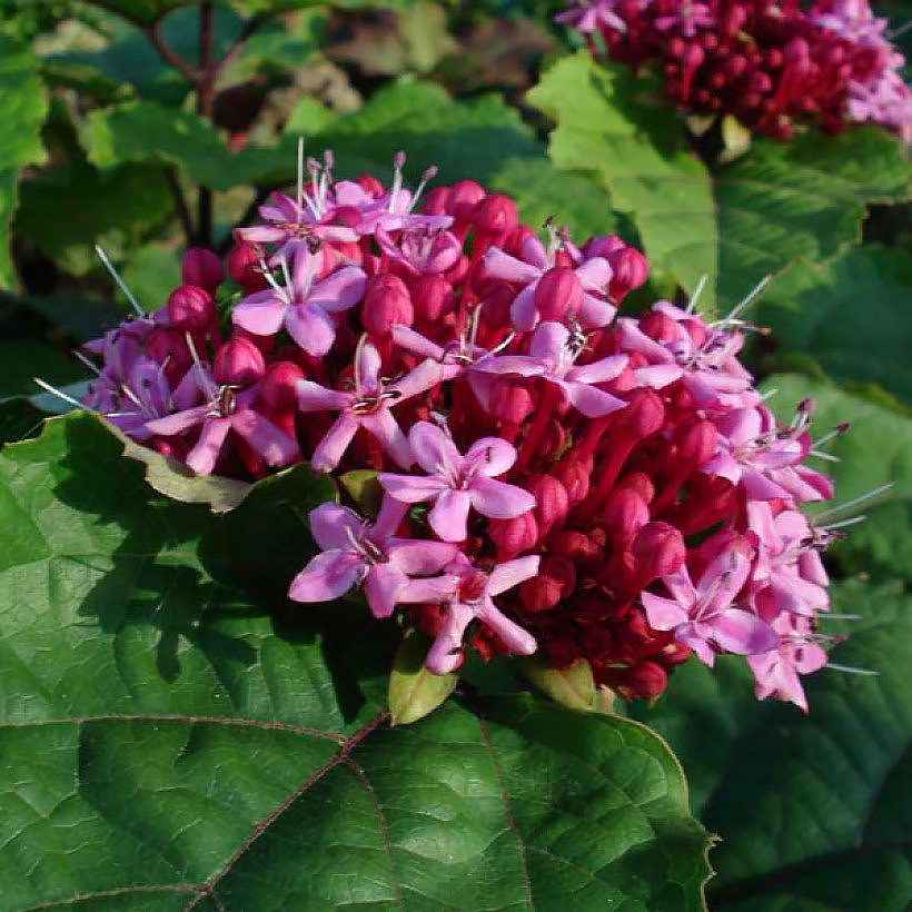 Clerodendron - Losbaum