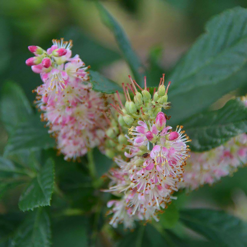 Clethra - Silberkerze, Zimterle