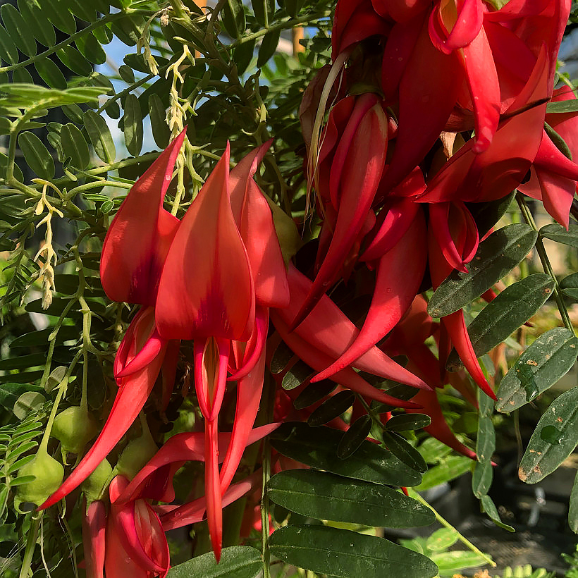 Clianthus - Hummerschere