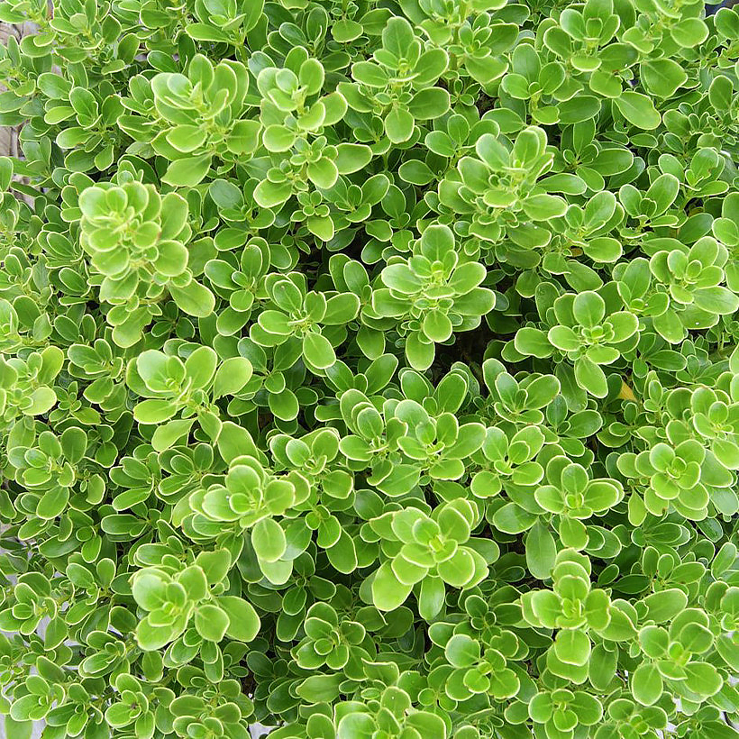 Coprosma